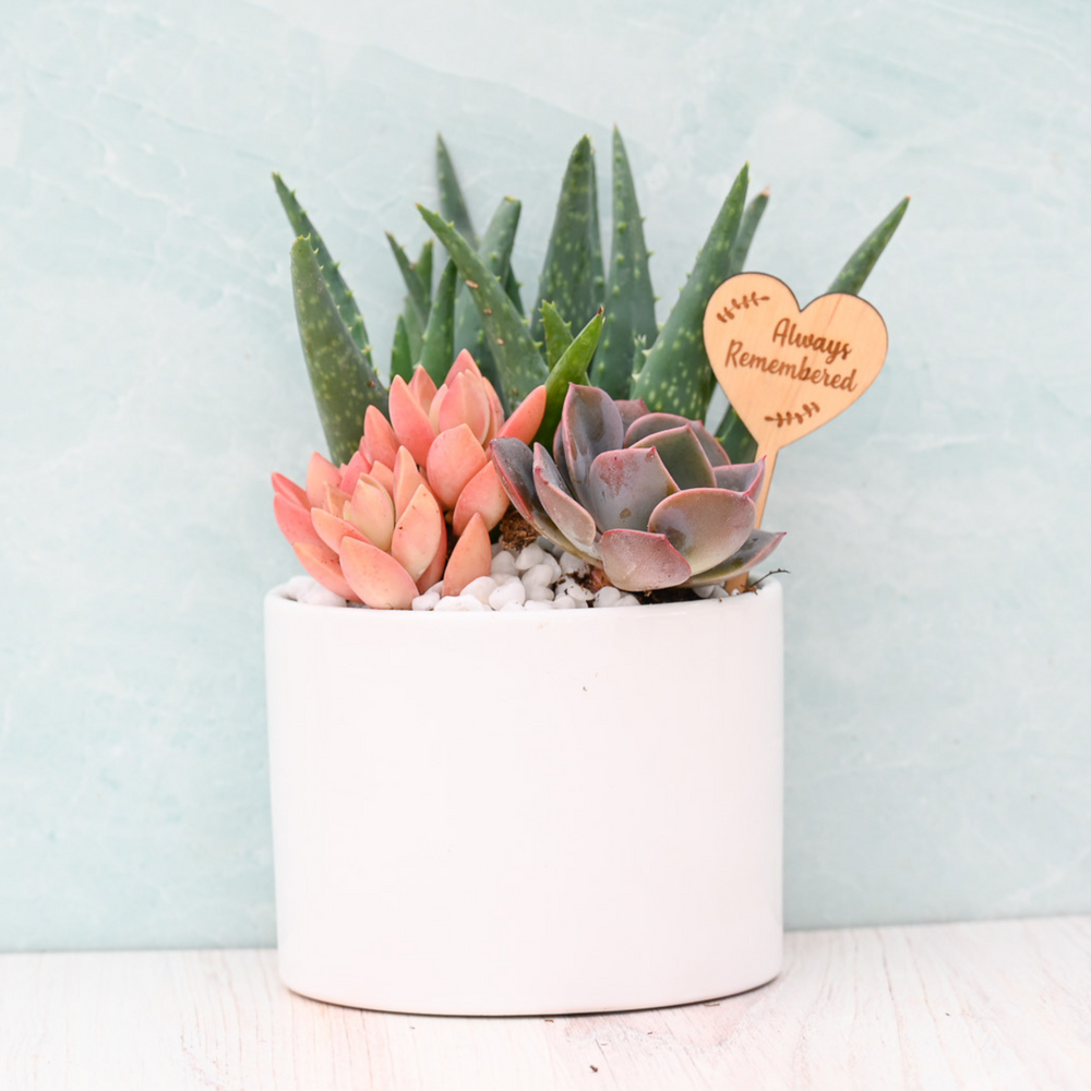Sympathy & Grief Succulent Garden