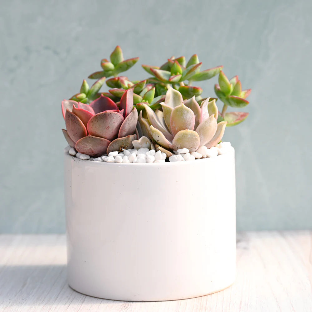 trio of succulents Succulent Garden Jubilant Trio