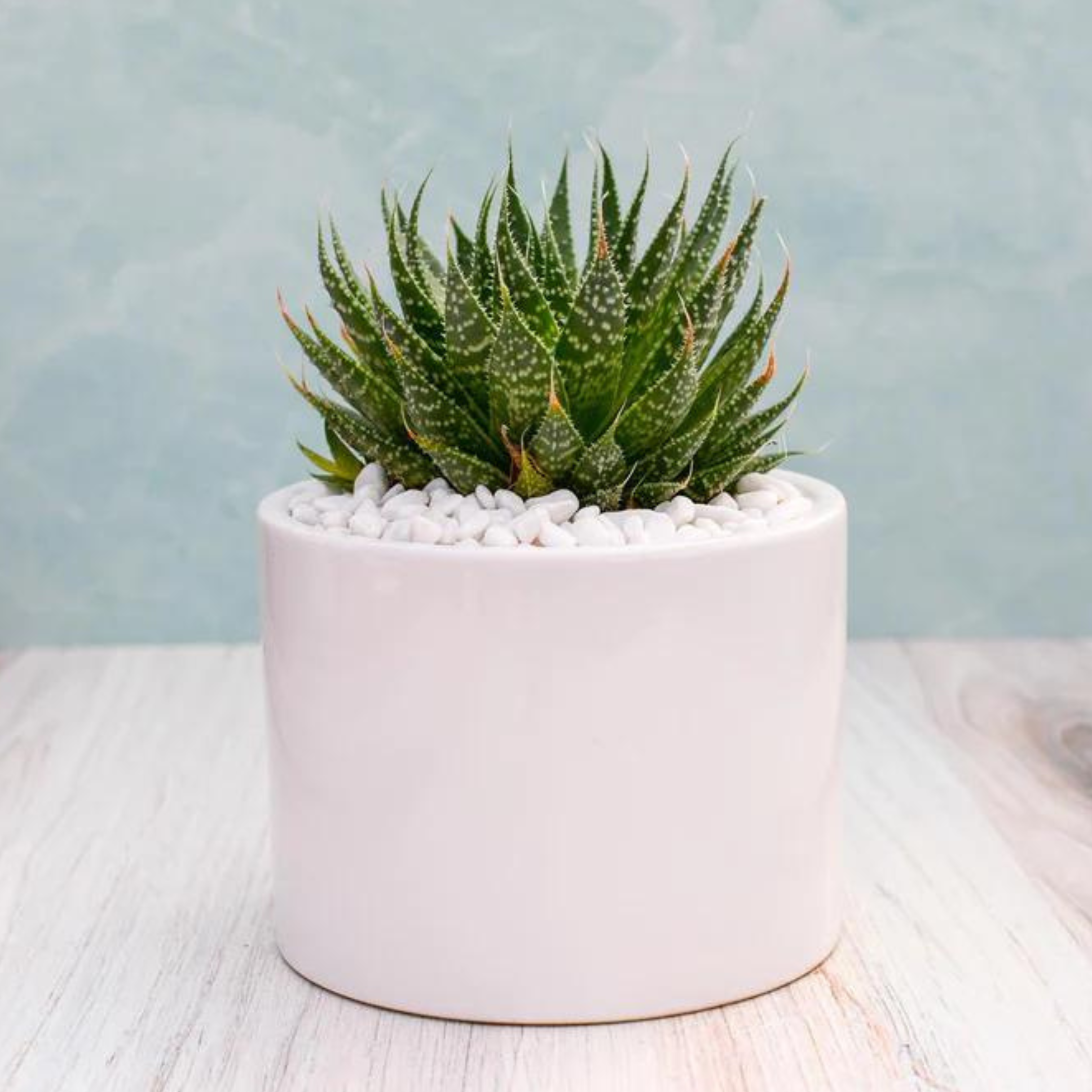 aristata succulent Aloe Aristata Succulent Gift
