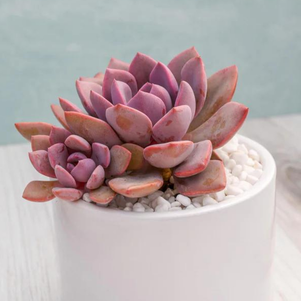 Assorted Echeveria Succulent Gift
