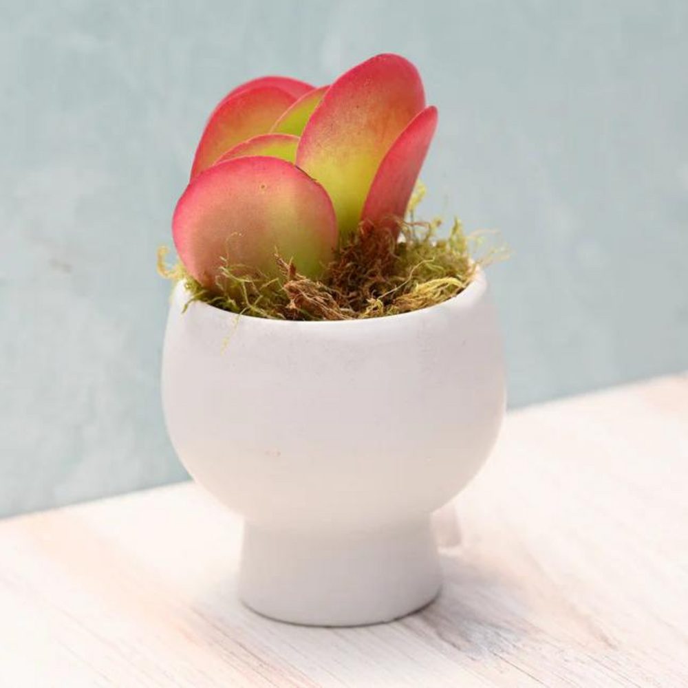 Assorted Small Succulent Gift