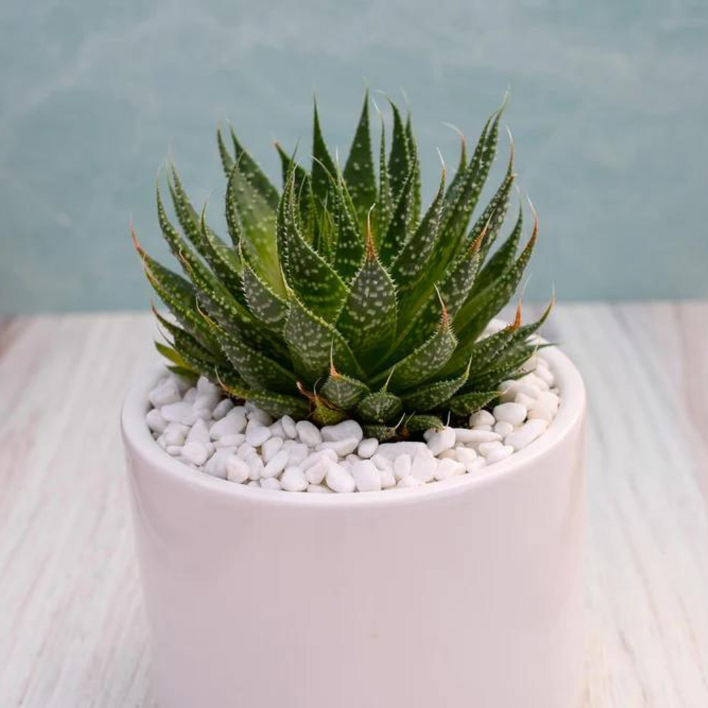 Aloe Aristata Succulent Gift