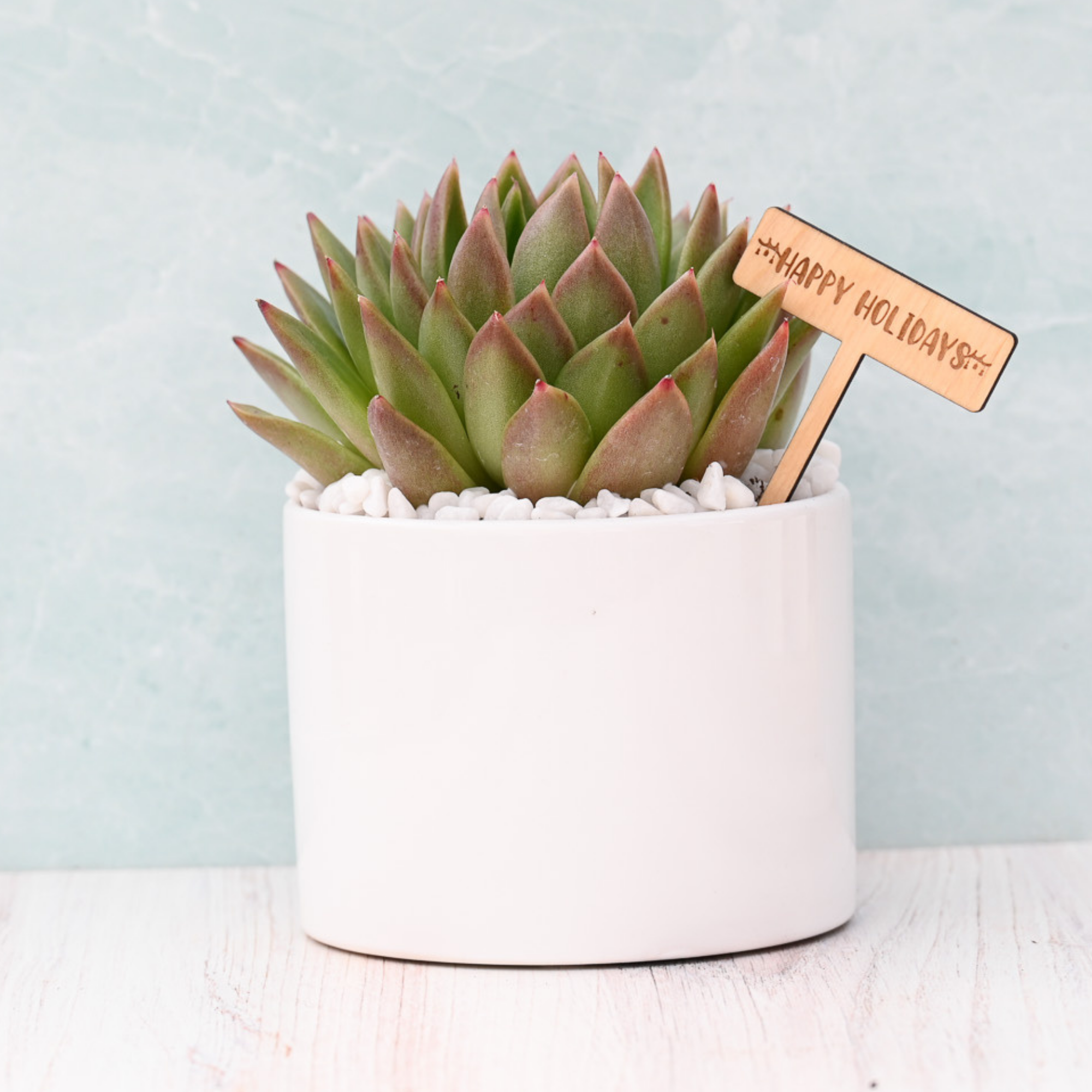 holiday succulents Happy Holidays Succulent Gift – Grow by Gifting