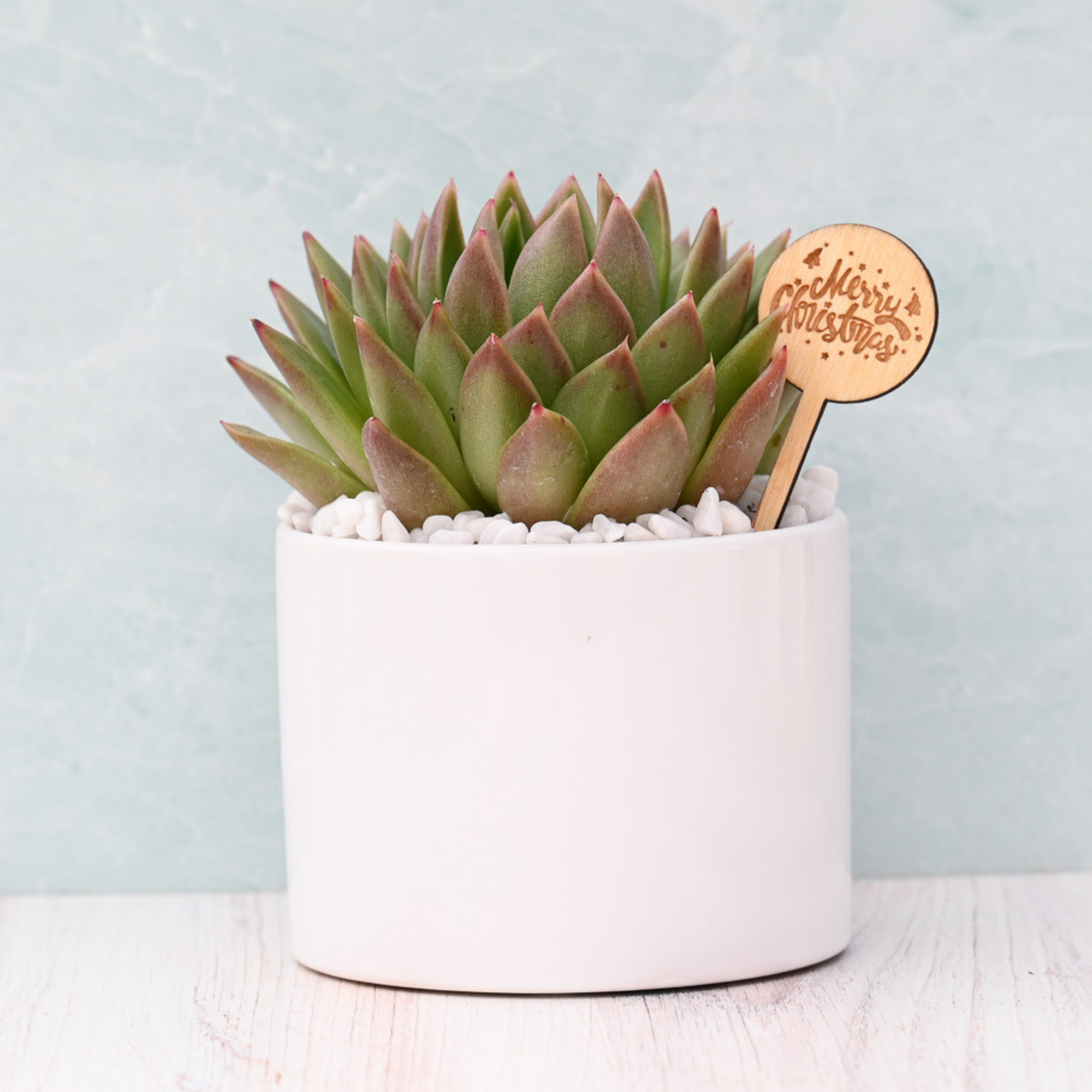 succulent christmas gift Merry Christmas Succulent Gift