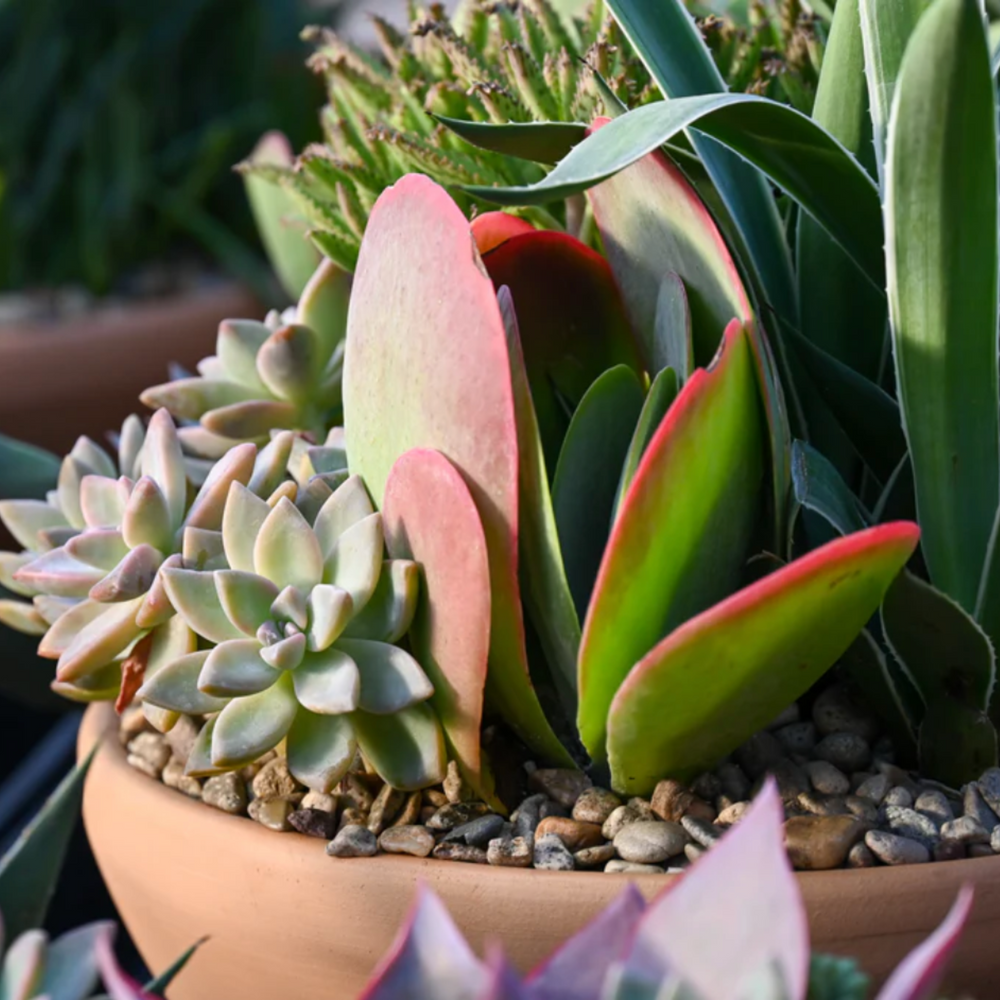 Thank You Terracotta Succulent Garden