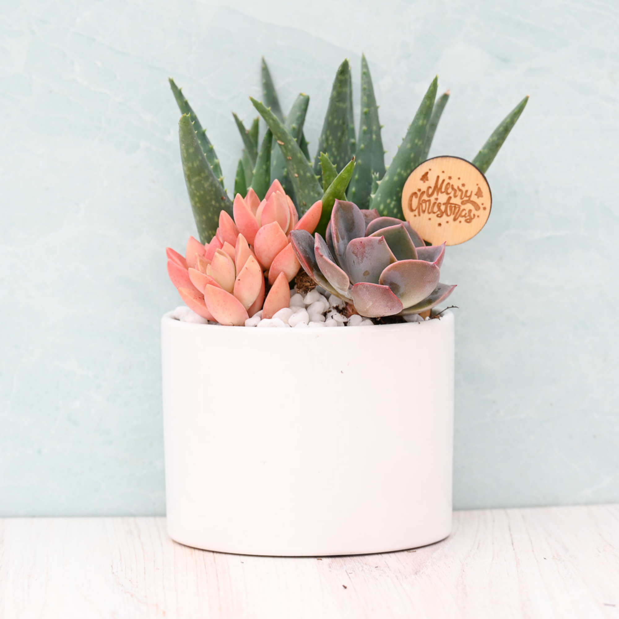 succulent xmas gifts Merry Christmas Succulent Garden