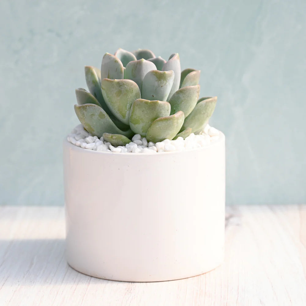 orpet succulent Echeveria Orpet Succulent Gift