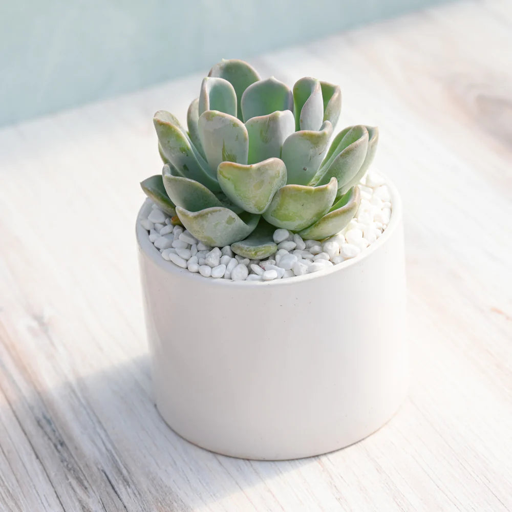 Echeveria Orpet Succulent Gift