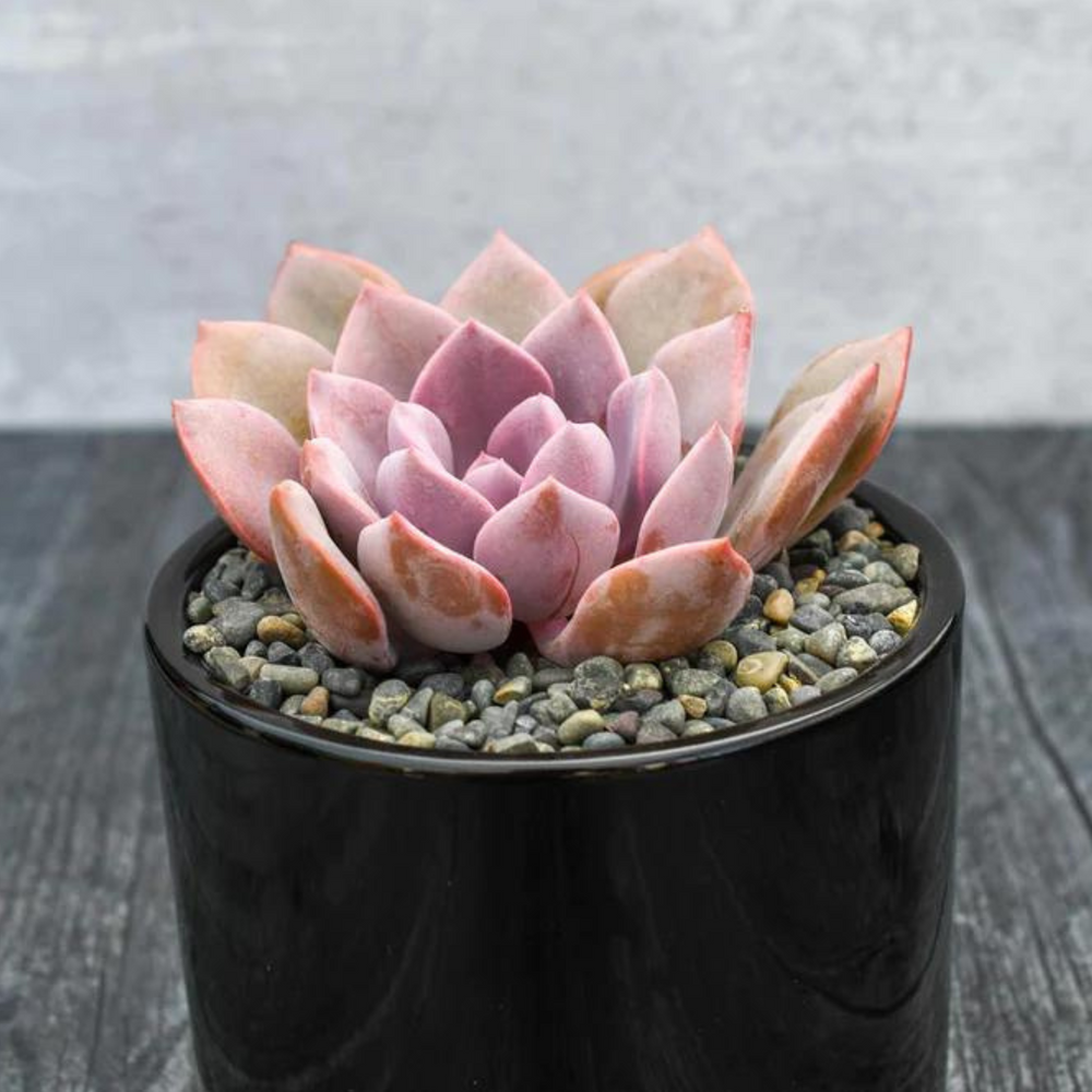 Assorted Echeveria Succulent Gift