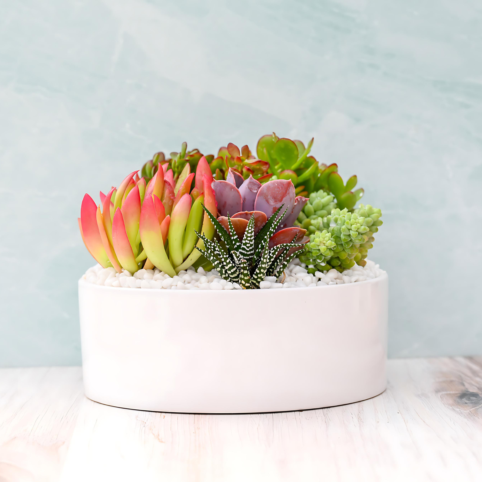 ceramic succulent planter Mariposa Succulent Garden – Grow by Gifting