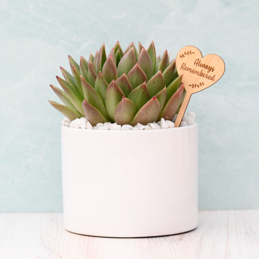 Sympathy & Grief Succulent Gift