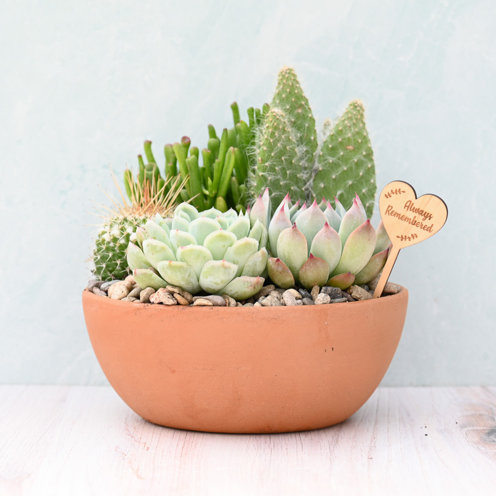 Sympathy & Grief Terracotta Succulent Garden