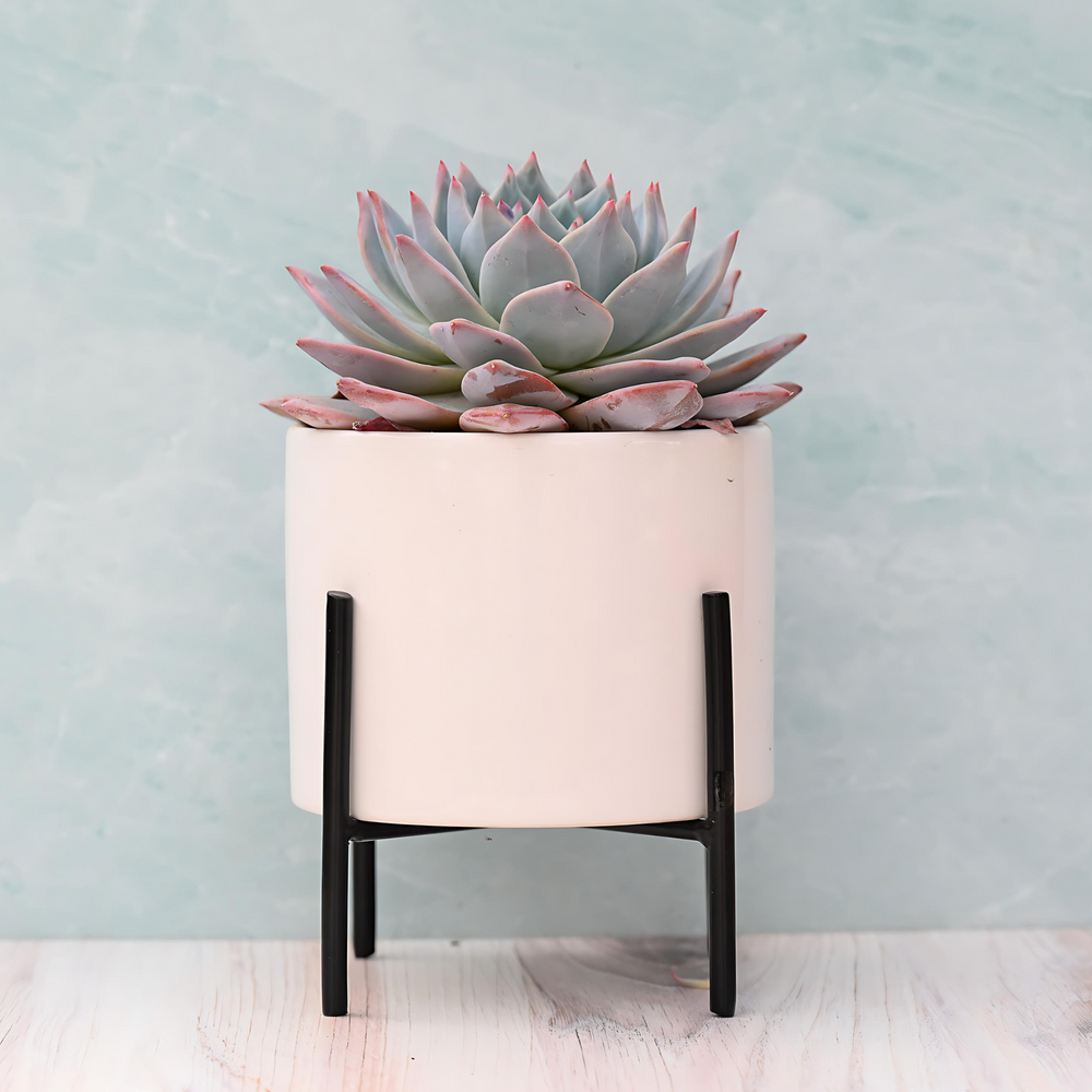 Modern Single Succulent Gift