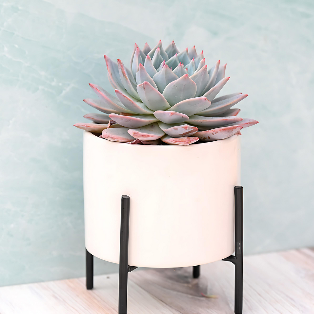 Modern Single Succulent Gift