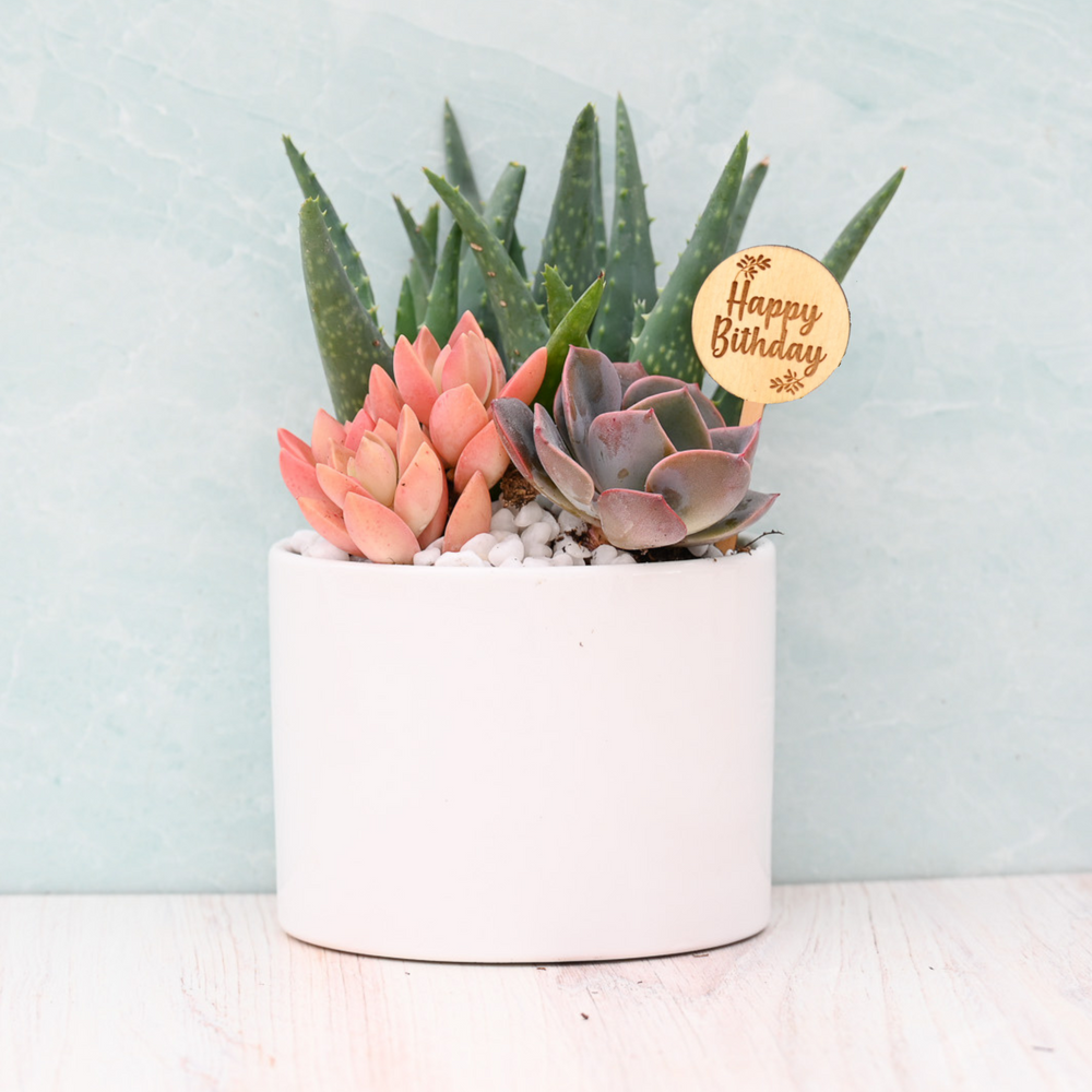 Happy Birthday Succulent Garden