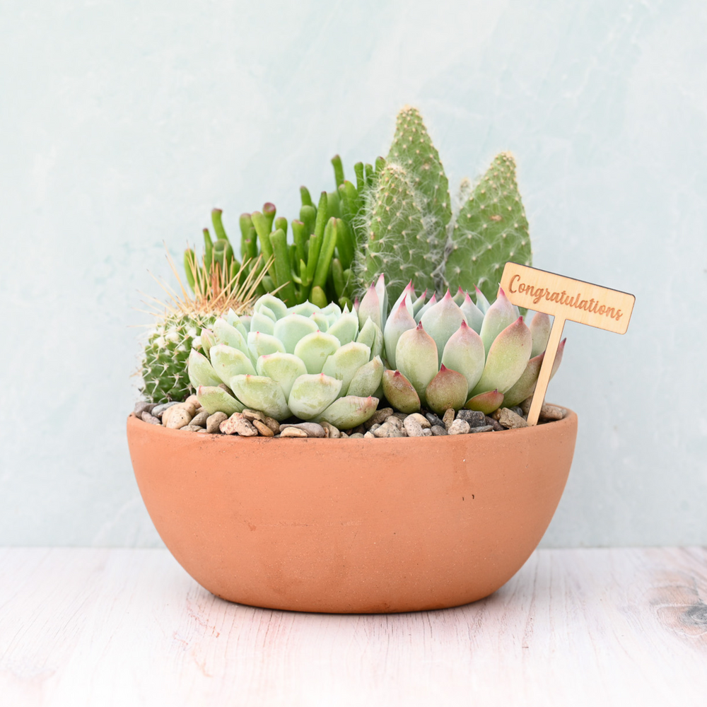 Congratulations Terracotta Succulent Garden