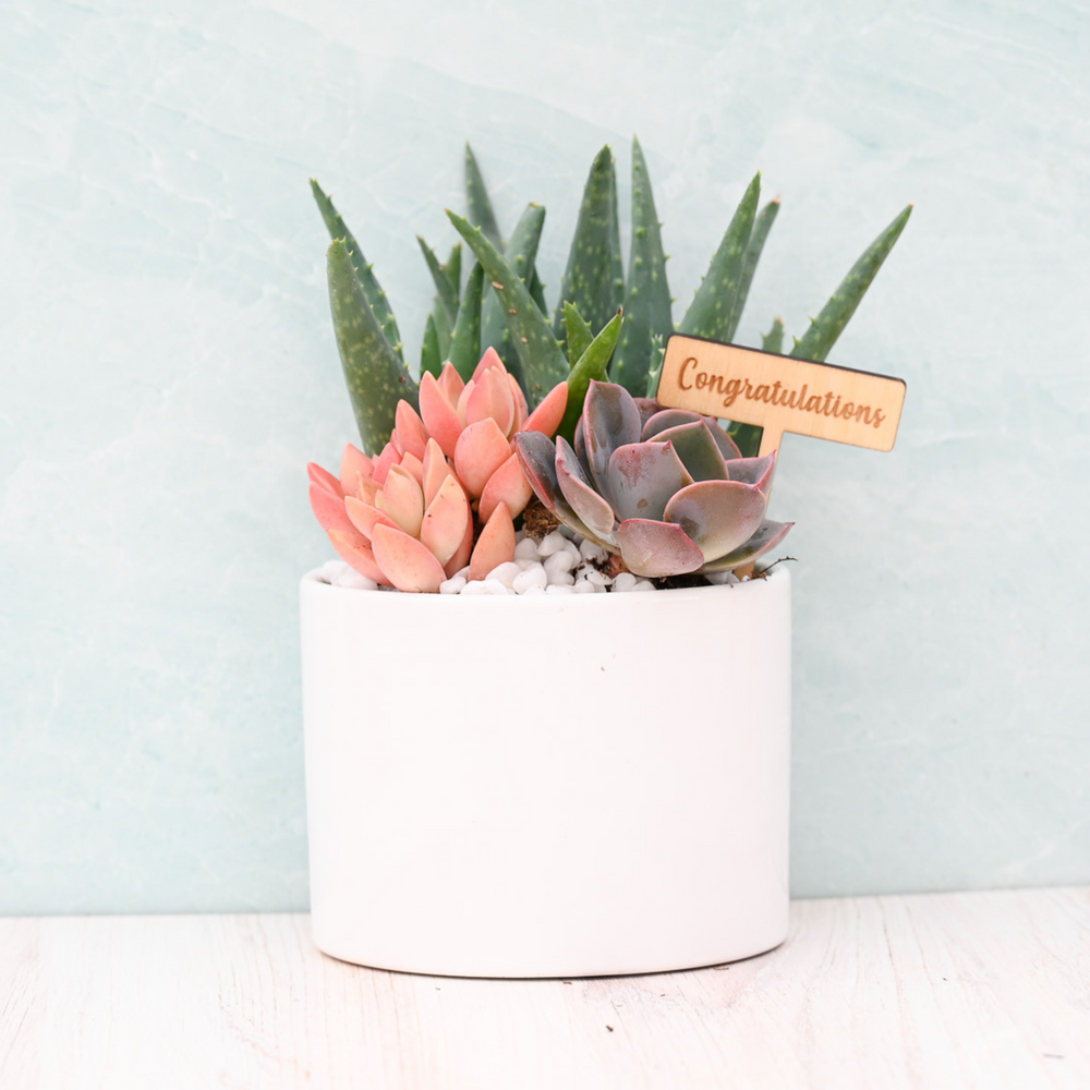 Congratulations Succulent Garden