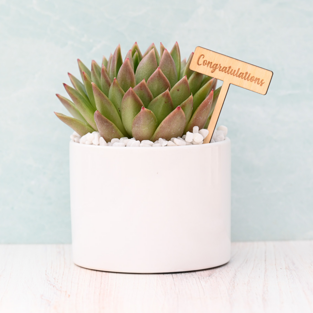 Congratulations Succulent Gift