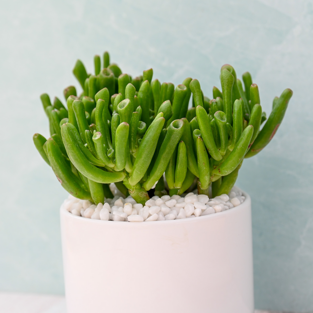 Crassula Gollum