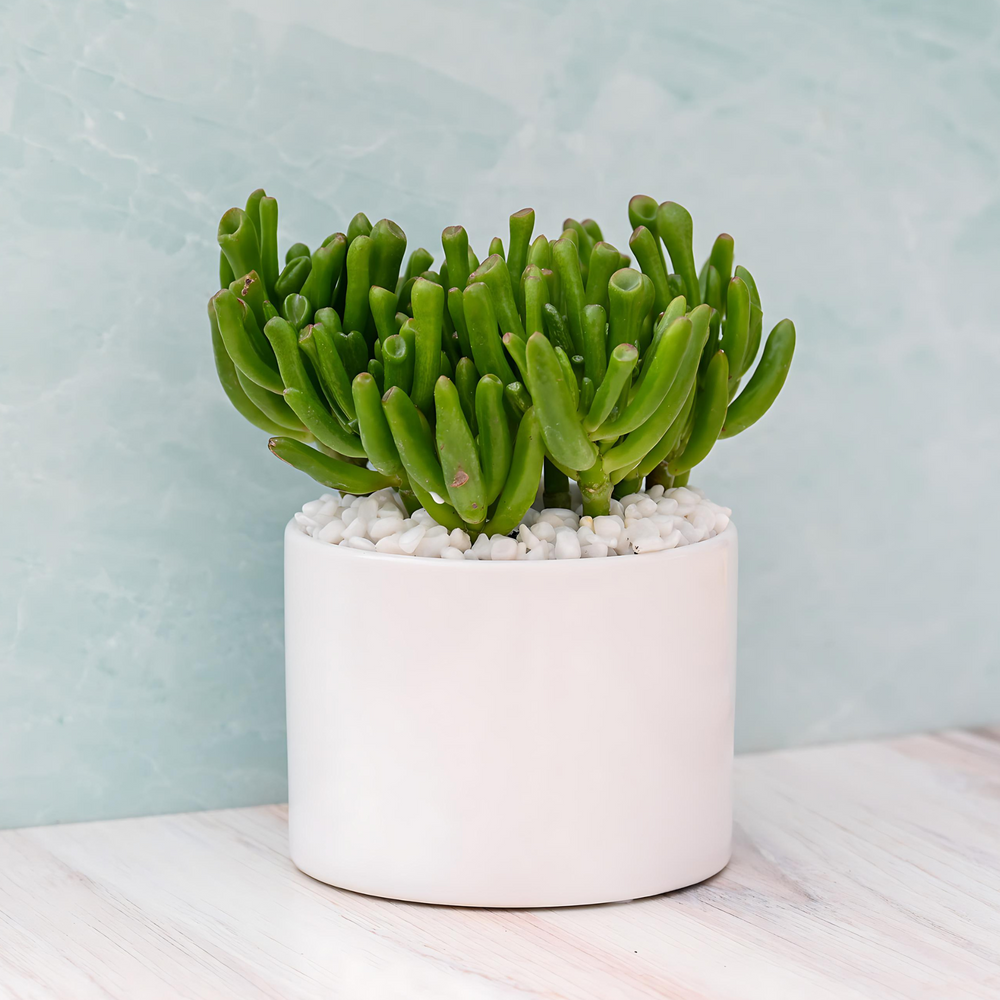 Crassula Gollum