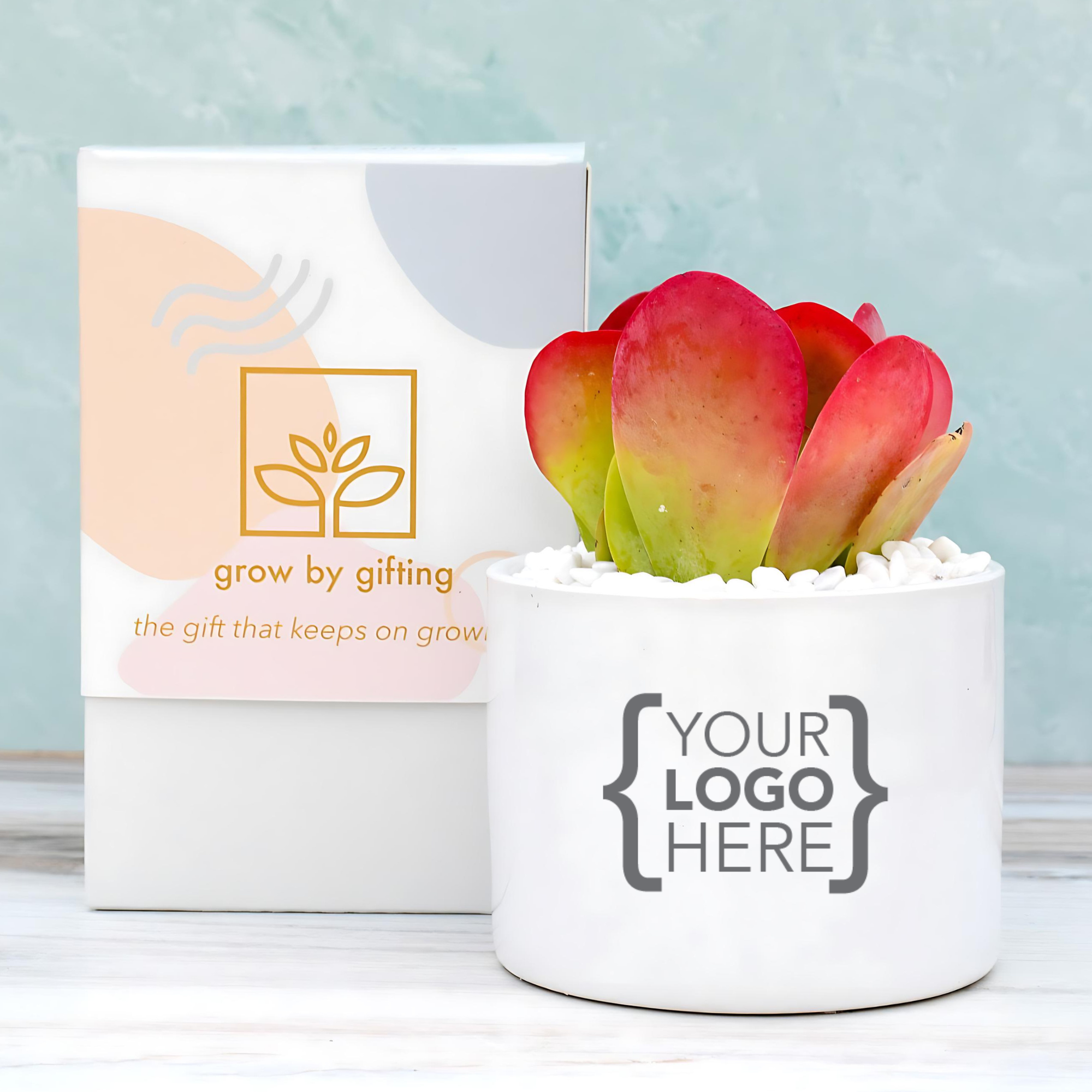 custom succulent pot Custom Branded Single Succulent Gift