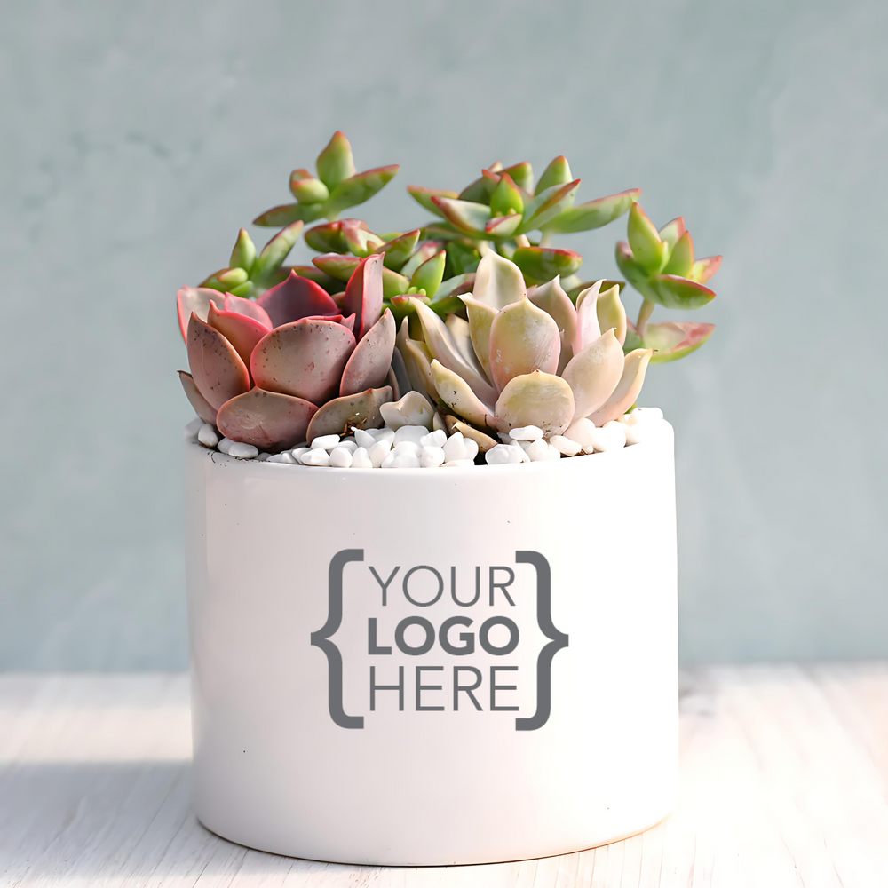 Custom Branded Jubilant Succulent Garden