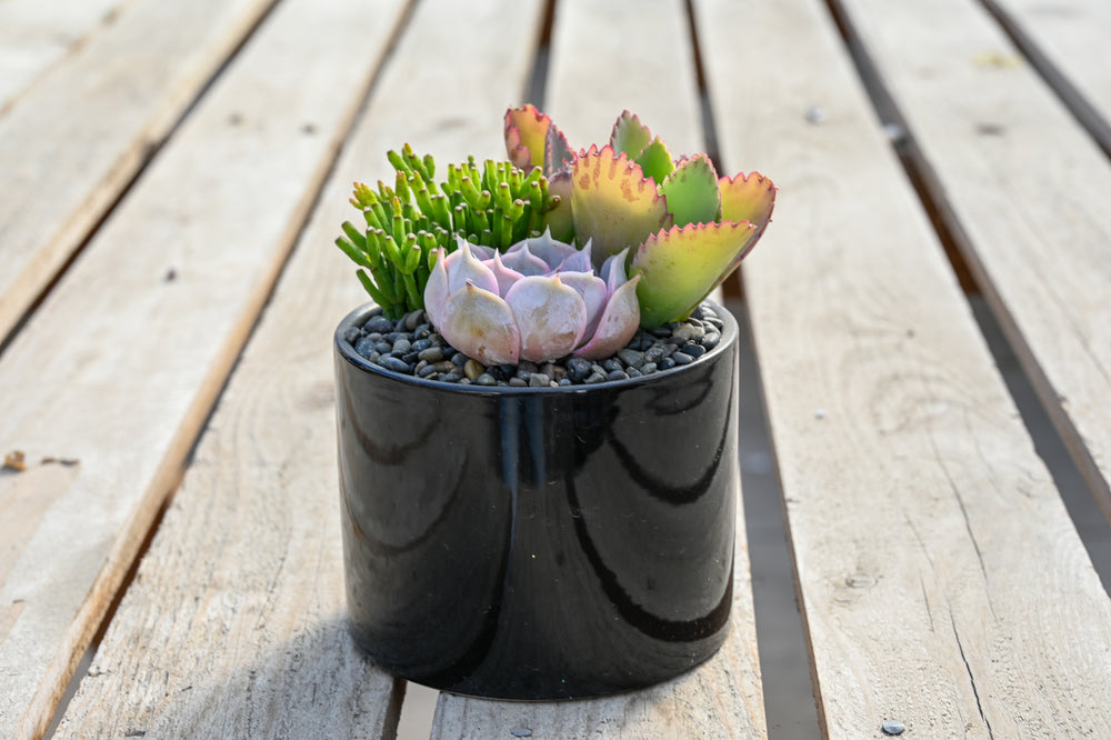 Succulent Garden Jubilant Trio
