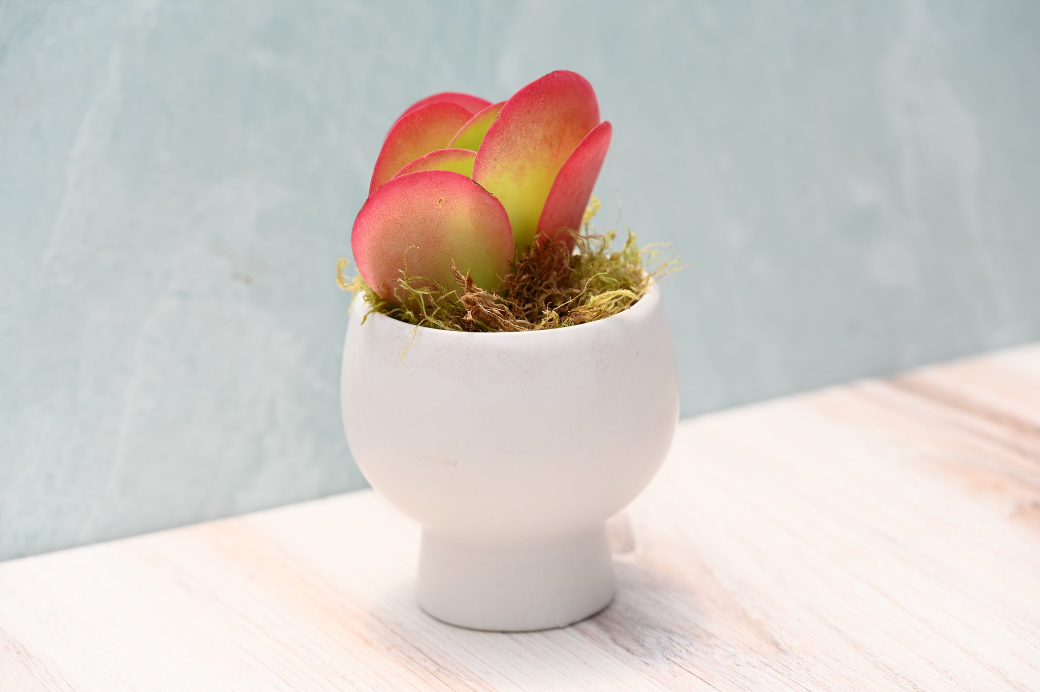 mini succulent gift ideas Assorted Small Succulent Gifts