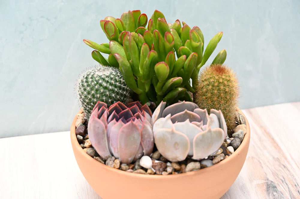 Terracotta Succulent Garden