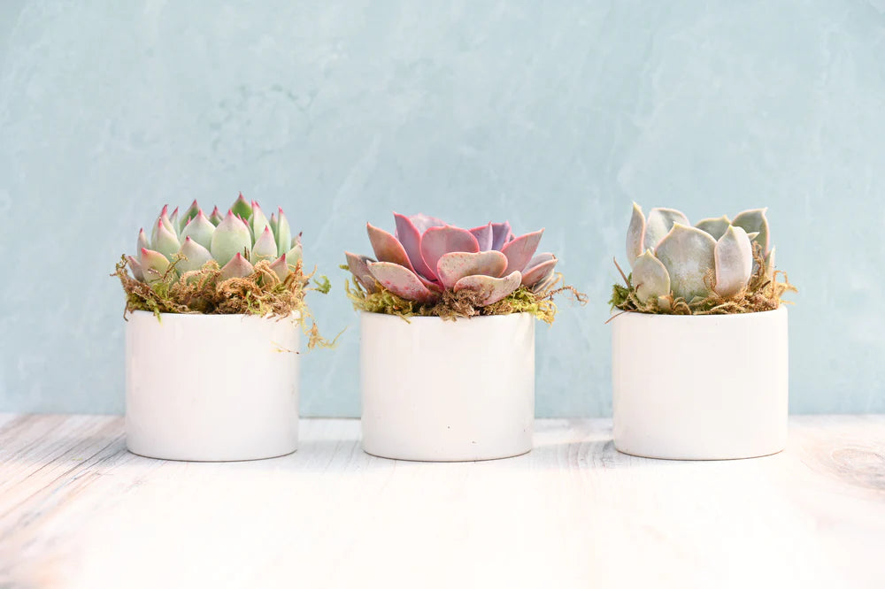 Trio Assorted Small Succulent Gifts