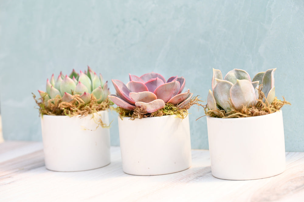 Succulent Garden Collection