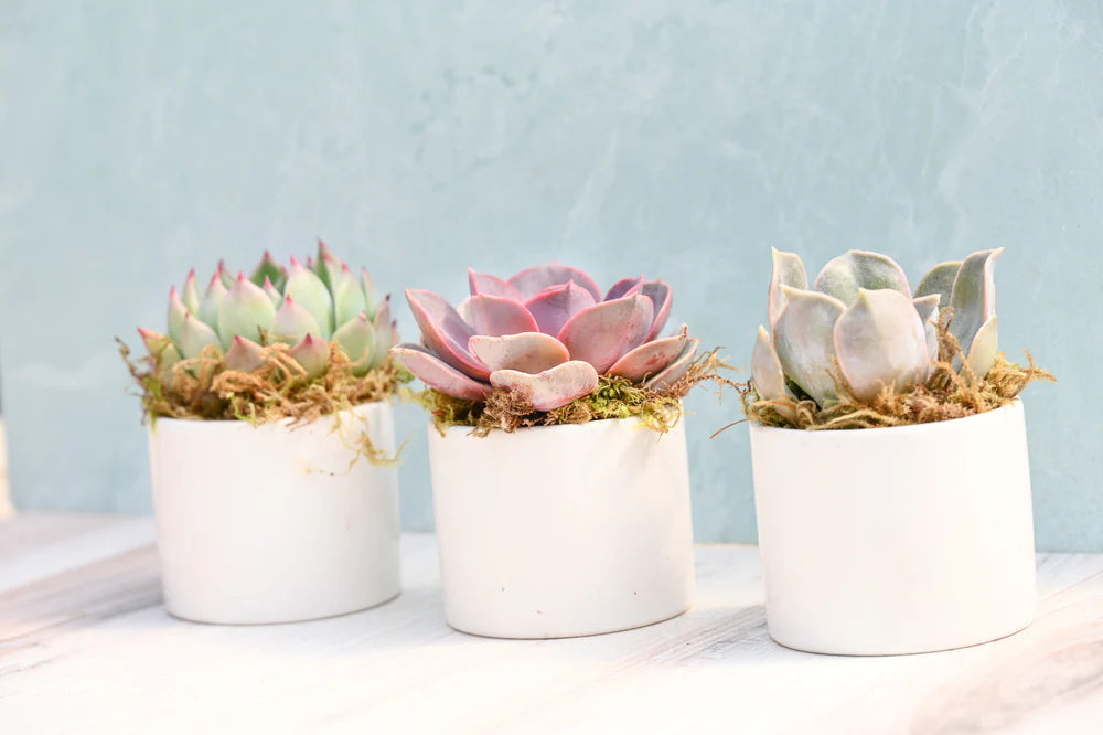 Trio Assorted Small Succulent Gifts