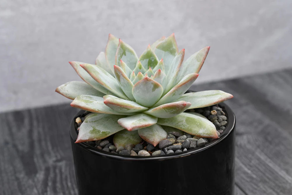 Echeveria Blue Bird Succulent Gift