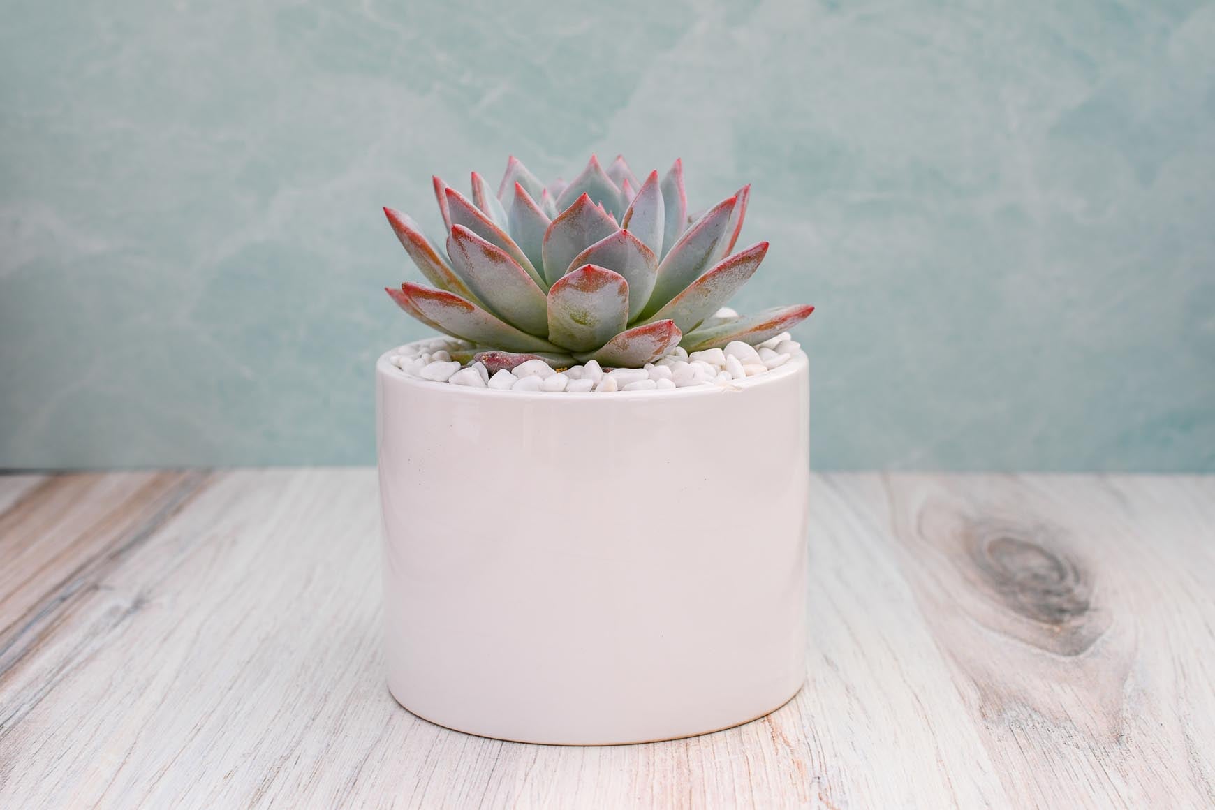 Single Succulent in Potter