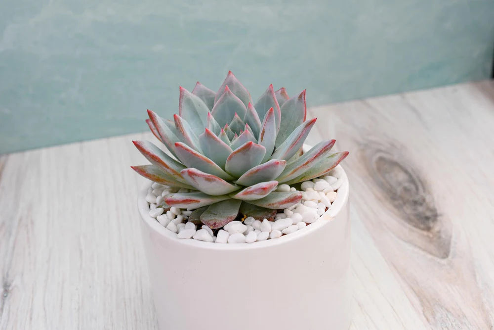Echeveria Blue Bird Succulent Gift