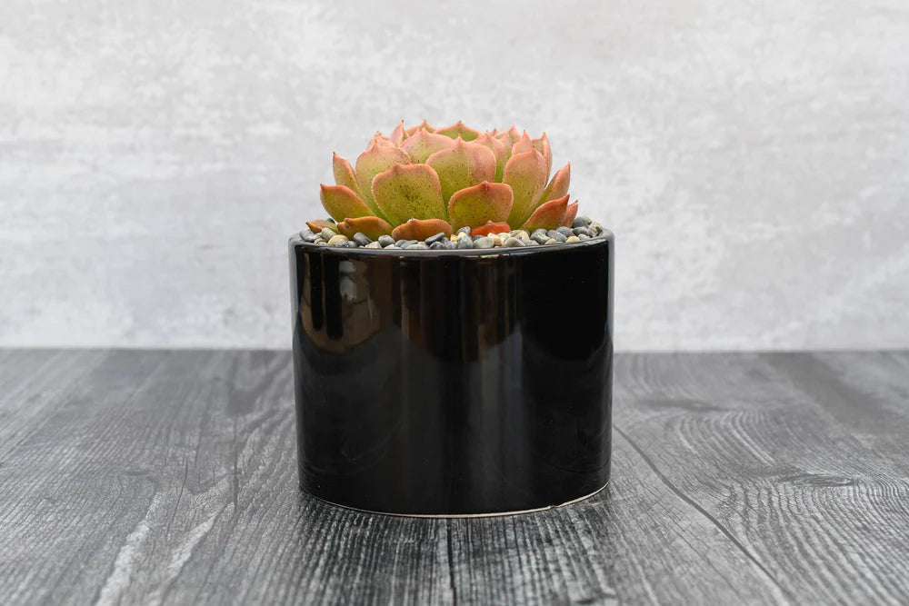 Echeveria Brown Rose Succulent Gift