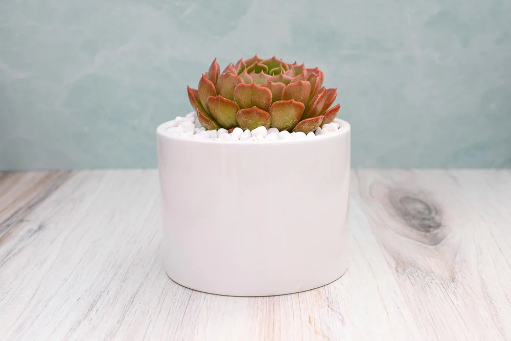 echeveria white rose succulent Echeveria Brown Rose Succulent Gift – Grow by Gifting