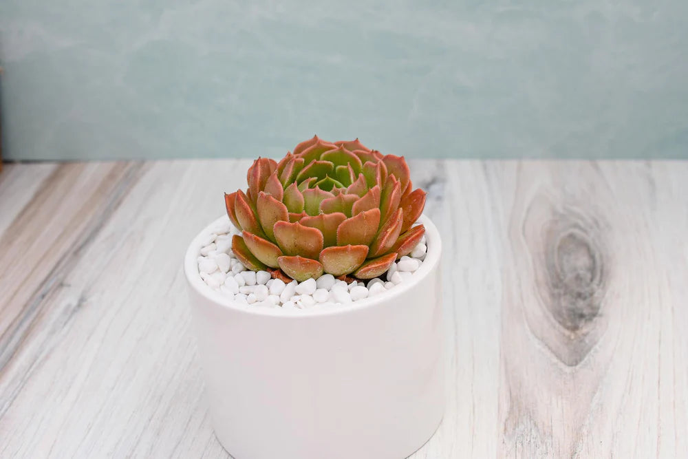 Echeveria Brown Rose Succulent Gift
