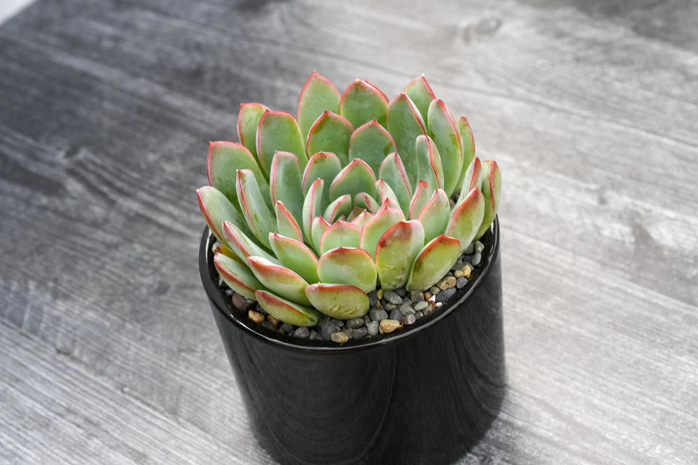 Echeveria Hercules Succulent Gift