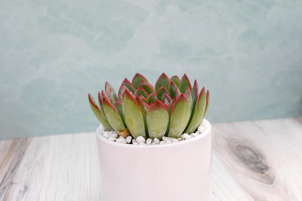 Echeveria Hercules Succulent Gift