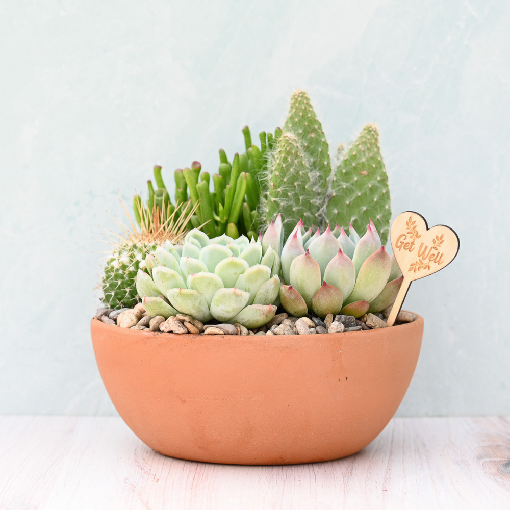 Get Well Soon Terracotta Succulent Garden