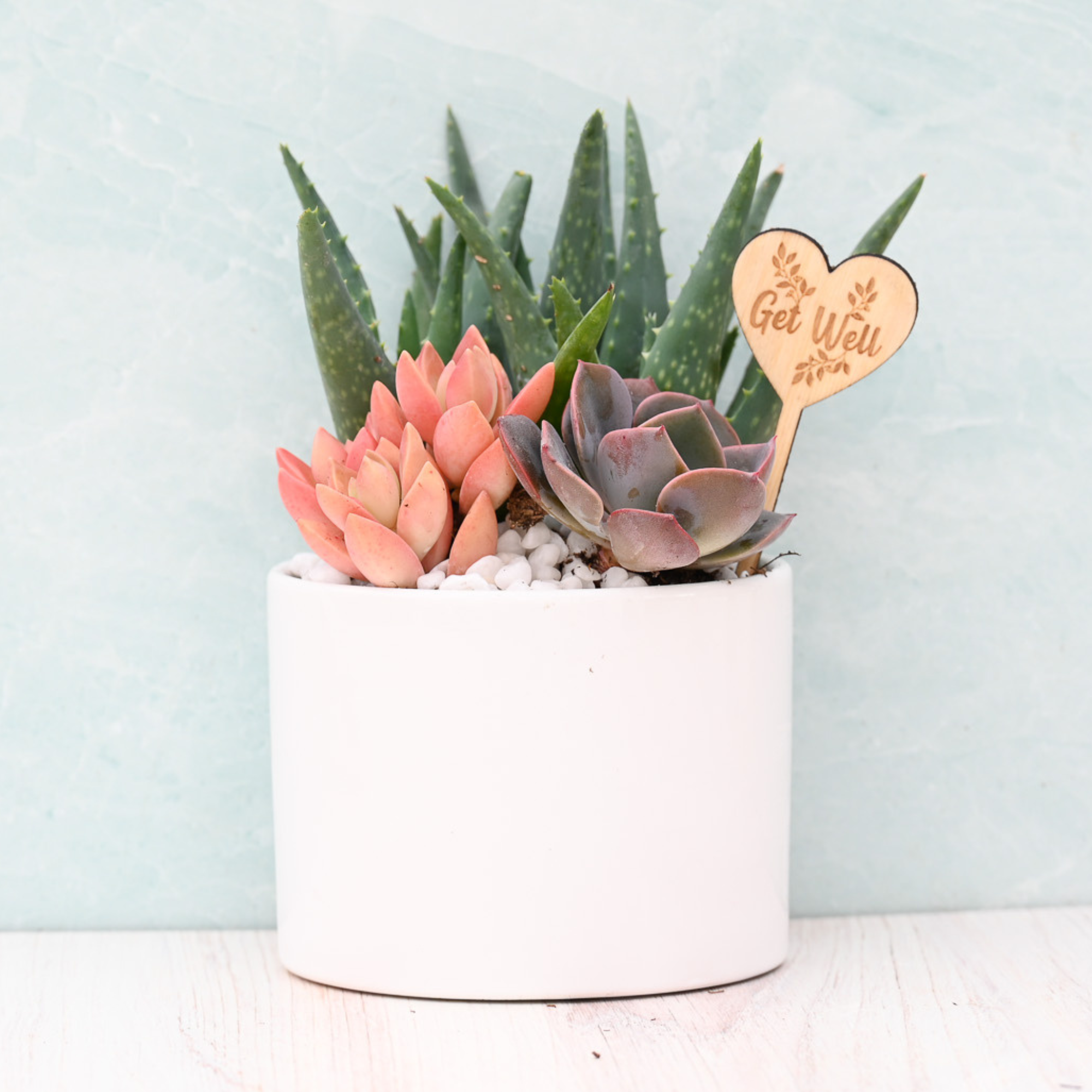 succulent plants gift Get Well Soon Succulent Gift Garden