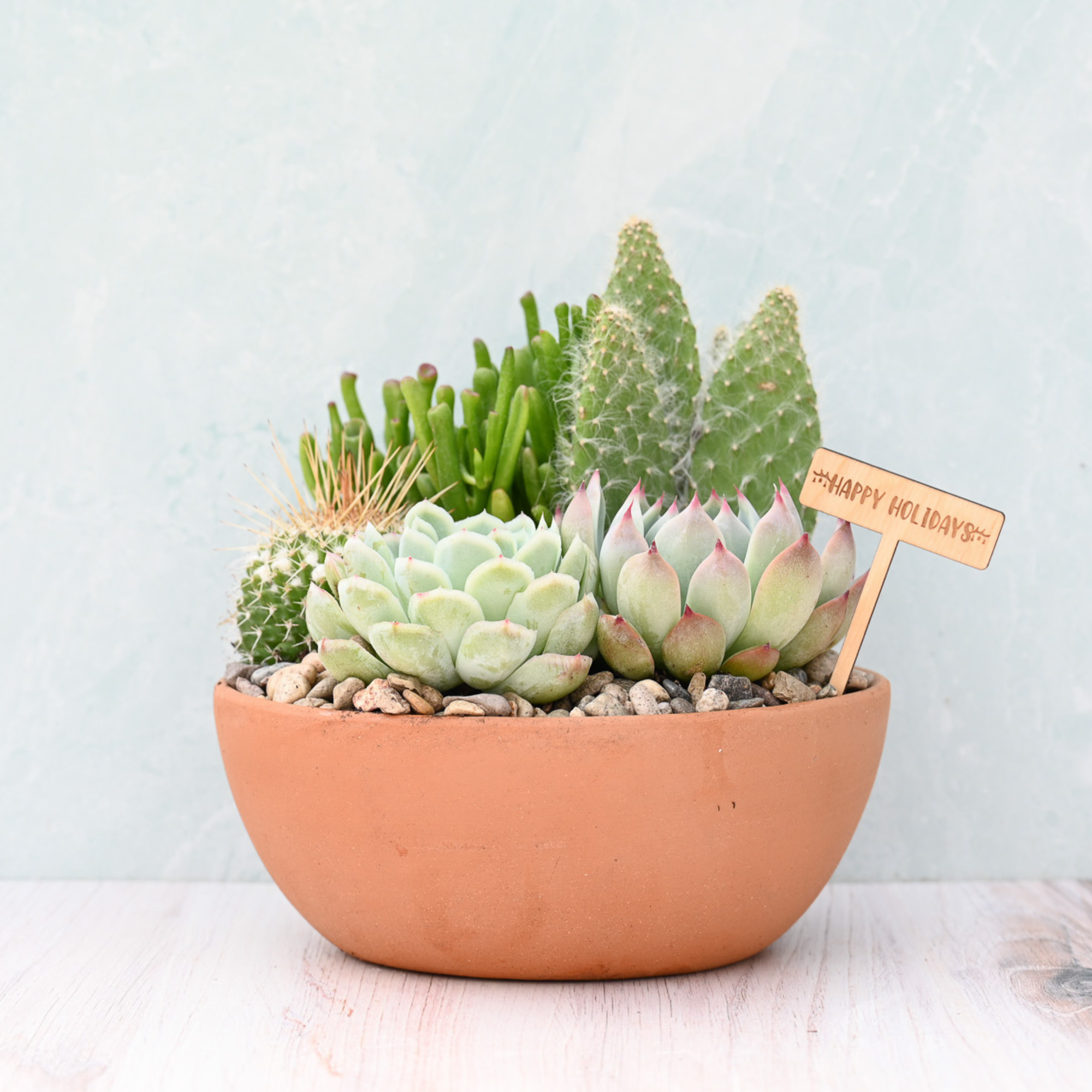 terra cotta succulent planter Happy Holidays Terracotta Succulent Garden