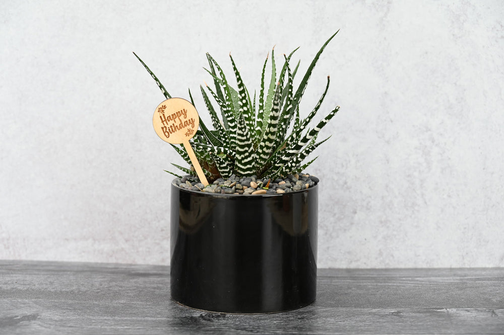 Happy Birthday Succulent Gift