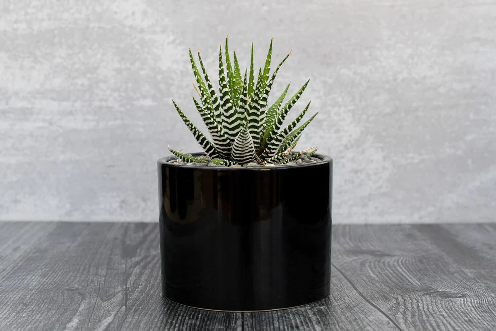 Haworthia Super White Succulent Gift