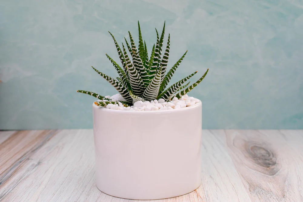 albino succulent Haworthia Super White Succulent Gift – Grow by Gifting
