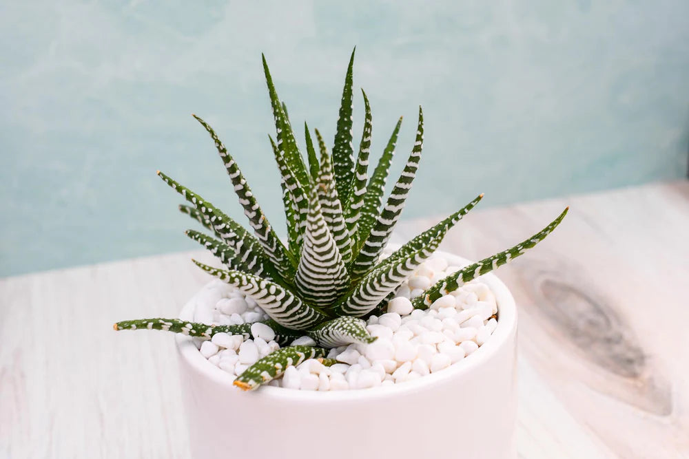 Haworthia Super White Succulent Gift