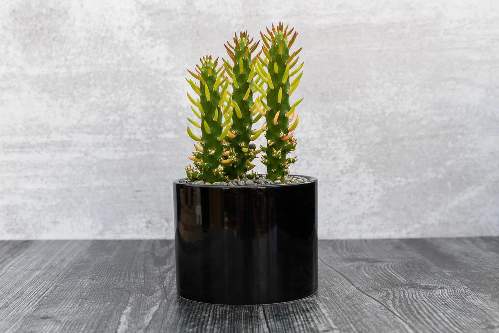 Opuntia Subulata Succulent Gift