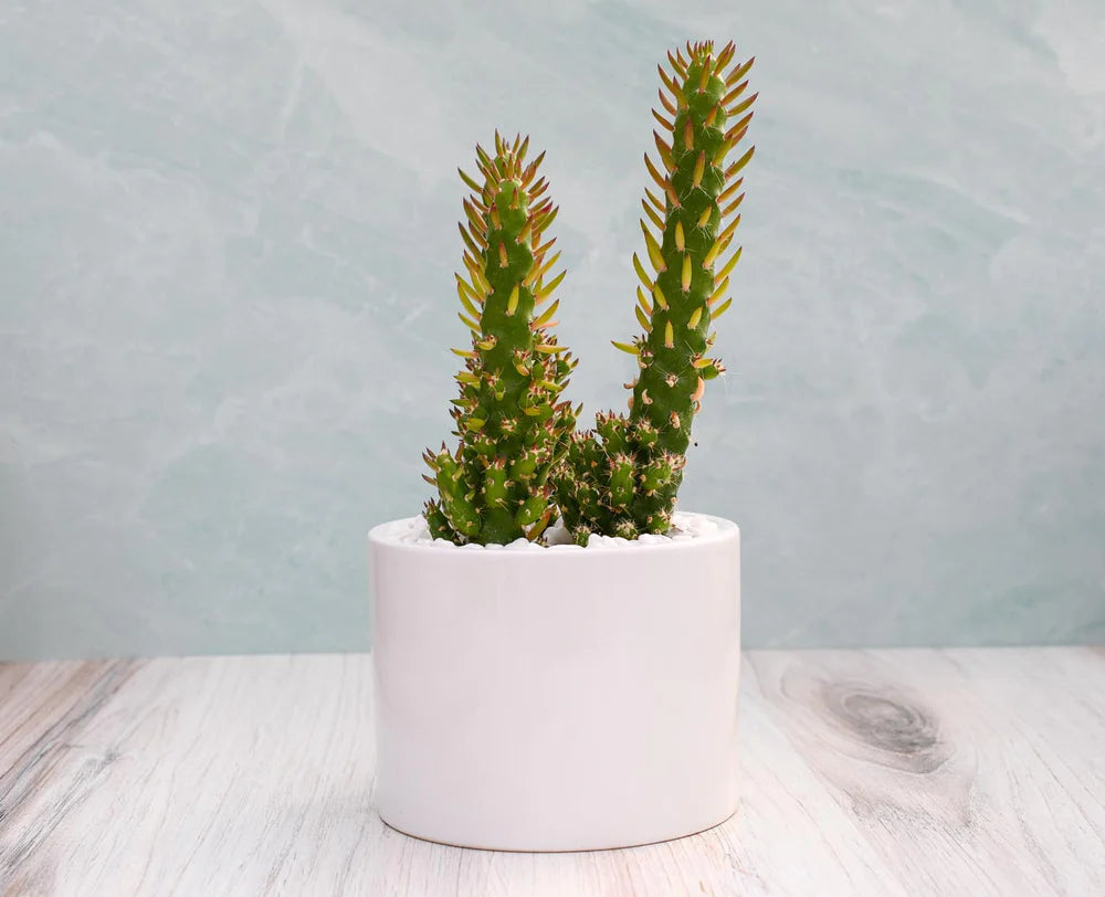 where to buy succulent planters Opuntia Subulata Succulent Gift – Grow by Gifting