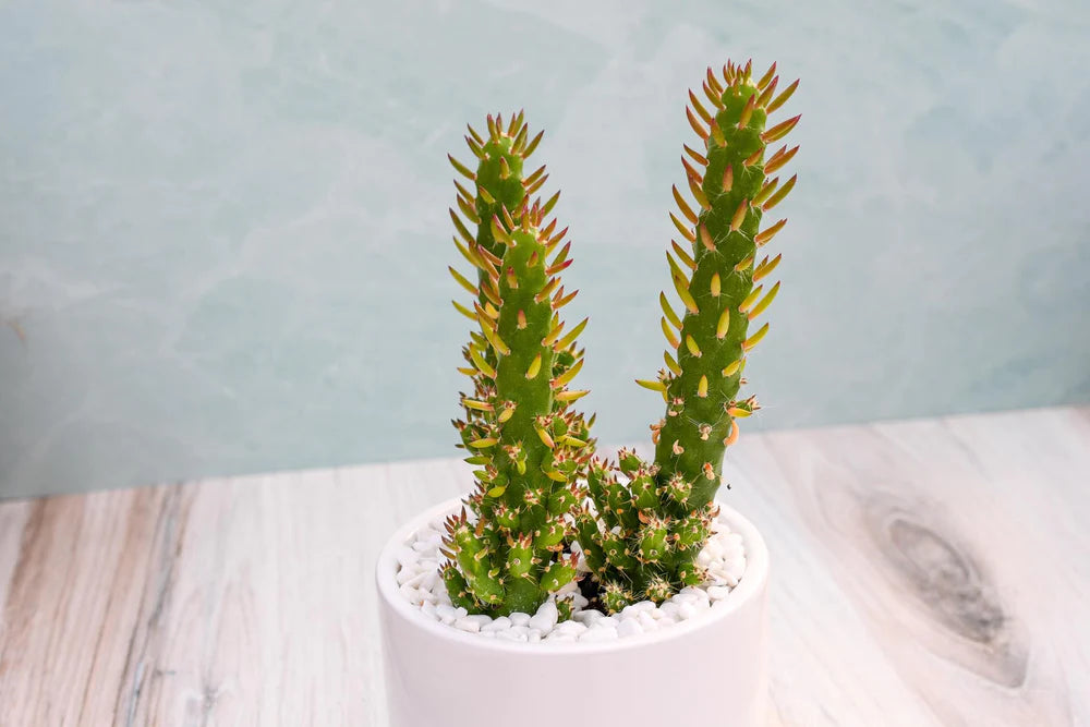Opuntia Subulata Succulent Gift